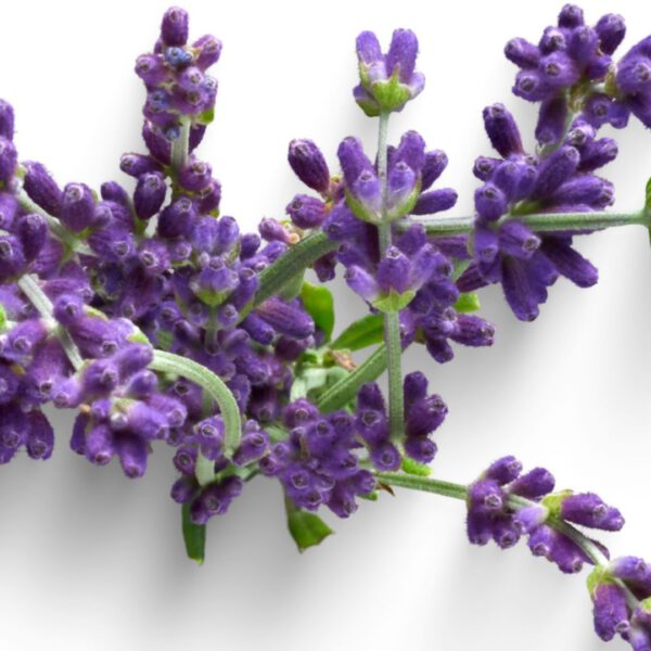 שמן אתרי לבנדר 10 מ"ל Lavandula angustifplia